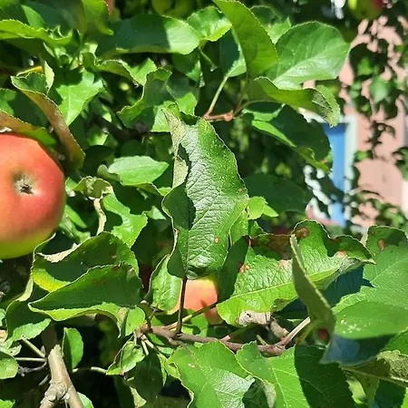 Garni Landhaus Florian 3* Блумау ин Штайермарк