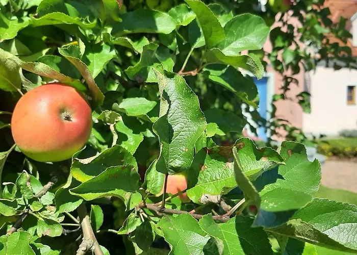 Garni Florian 3* باد بلوماو